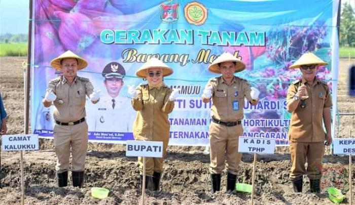Dorong Petani Lokal Jadi Pemasok Utama Di Pasar Mamuju, Pemkab Salurkan Bantuan Bibit Bawang Dan Cabai.